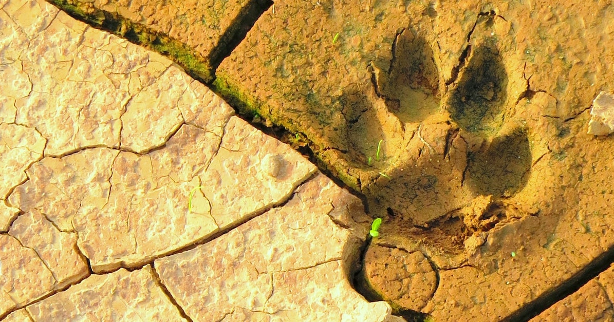 Pawprint in the dirt - a tracking metaphor